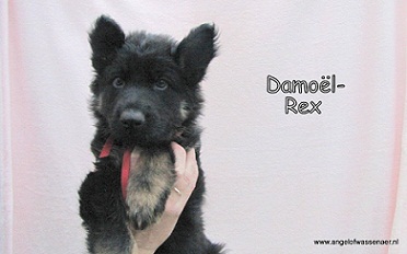 Damoël-Rex, odh pup van 7 wk